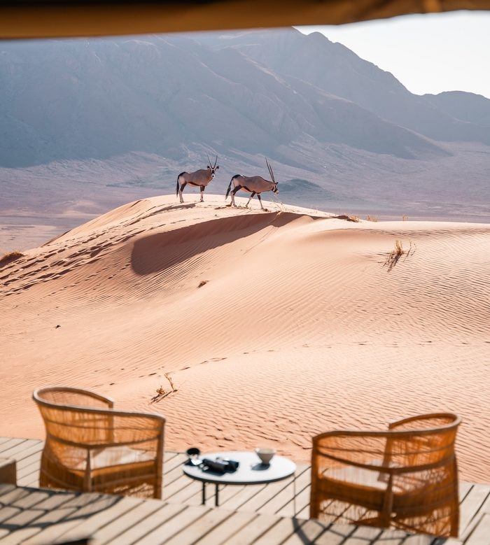 Two oryx on a sand dune viewed from a terrace with wicker chairs and binoculars.