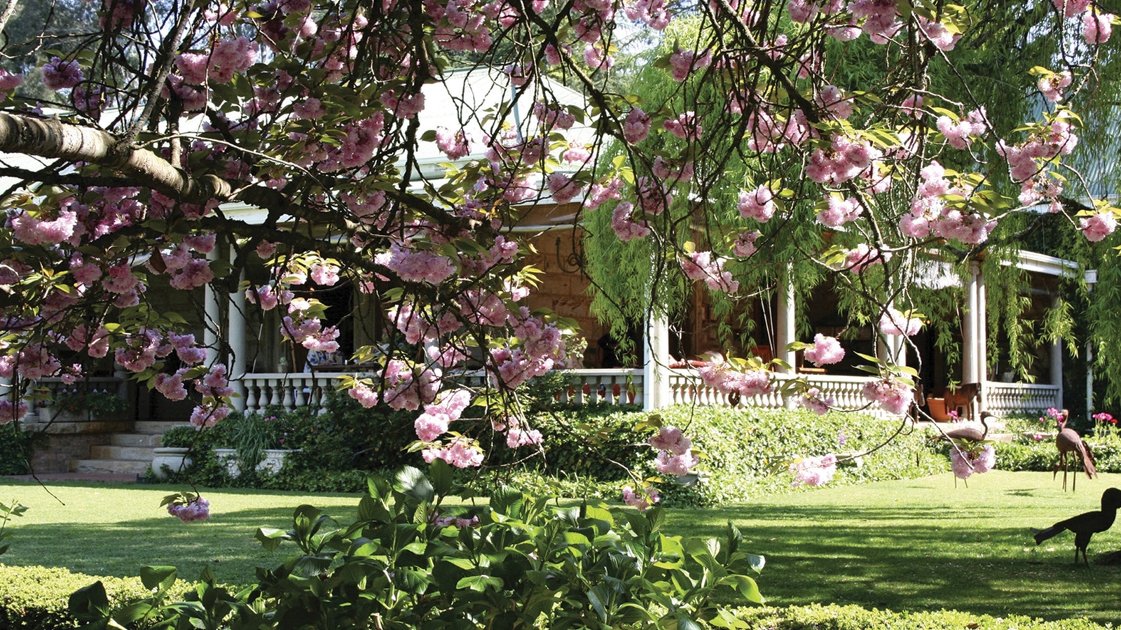 cherry blossom Japan