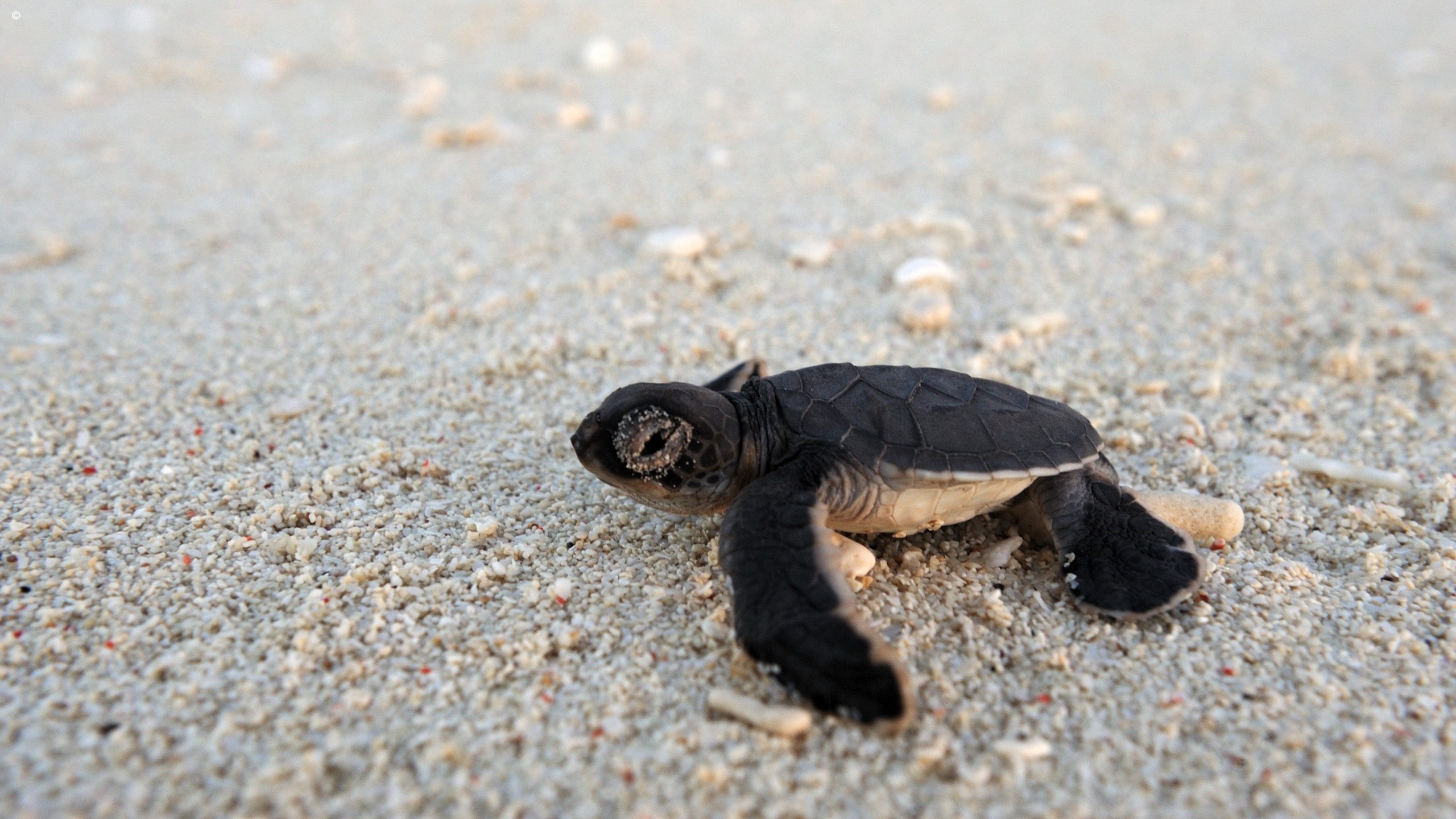 A small black sea turtle hatchling crawls on a sandy beach, surrounded by tiny shells and grains of sand as it heads toward the ocean.