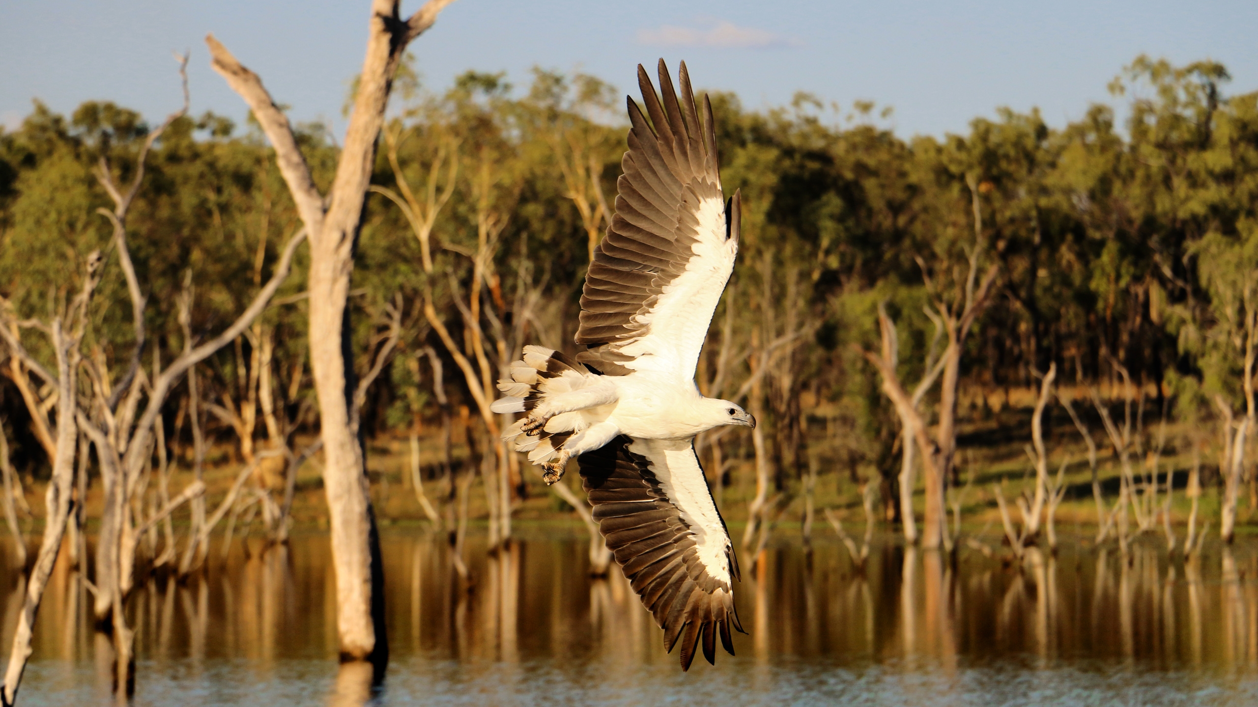 crystalbrook-lodge-bird