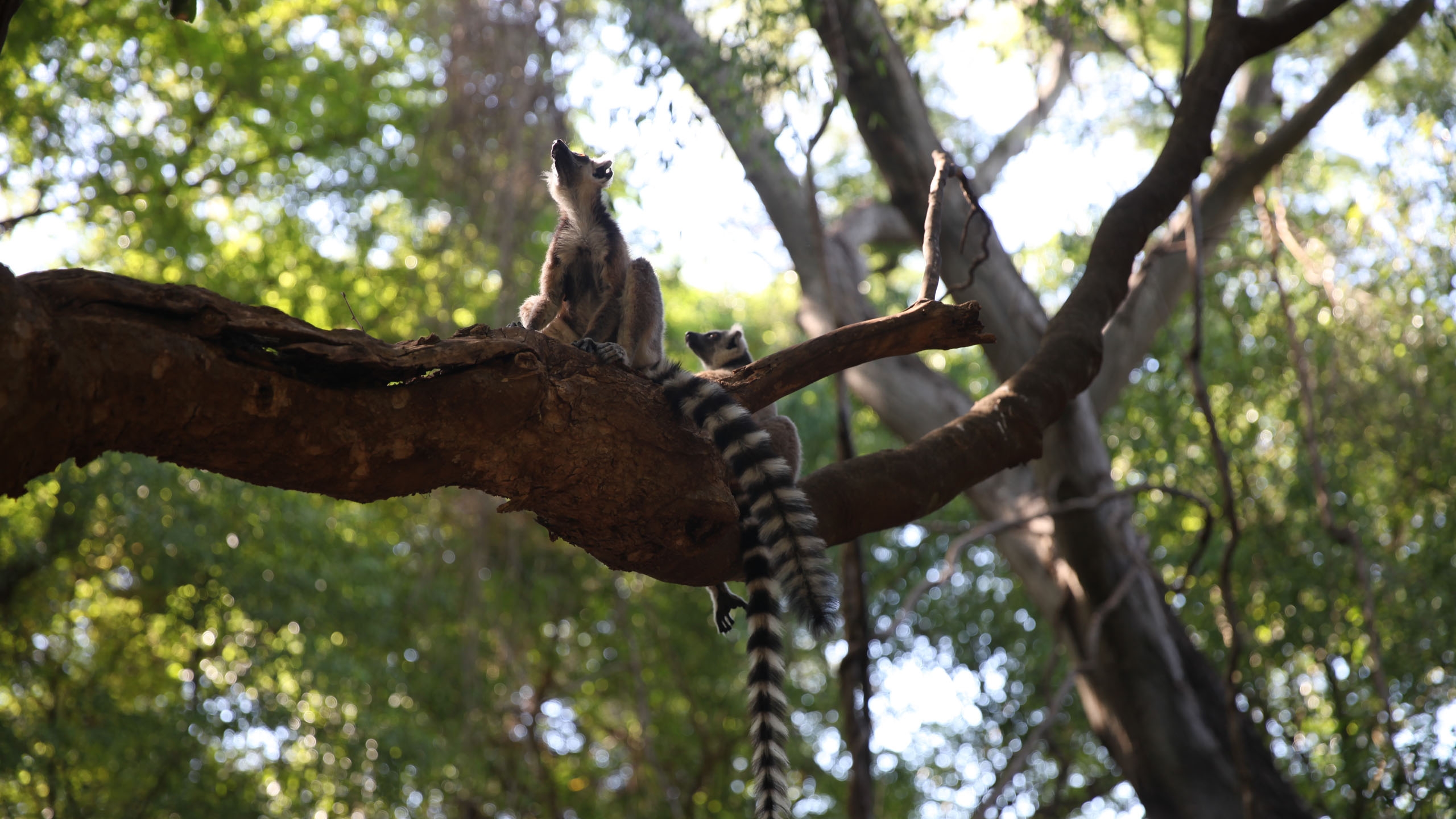 When is the Best Time to Go to Madagascar?