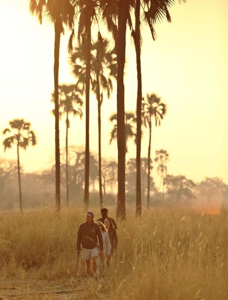 A walking safari at Ikuka Safari Camp. People following a trail between tall grass and palms.