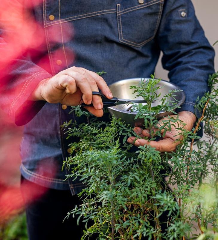 A person clipping fresh herbs from a garden.