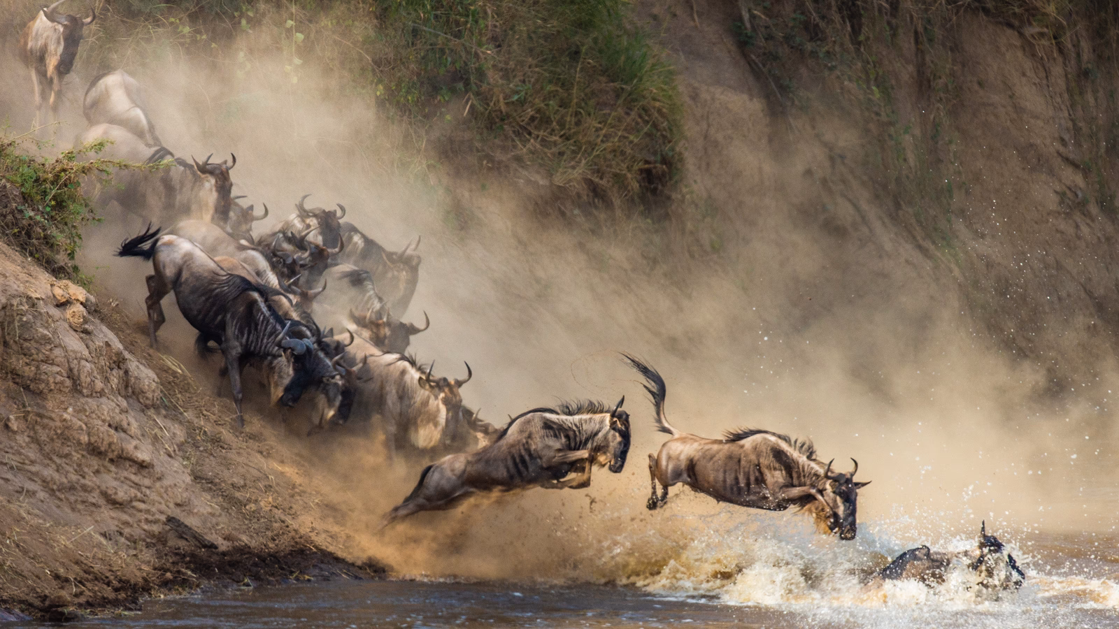 A herd of wildebeests crashing through the waters of the Mara River, between Tanzania and Kenya, during the Great Migration.
