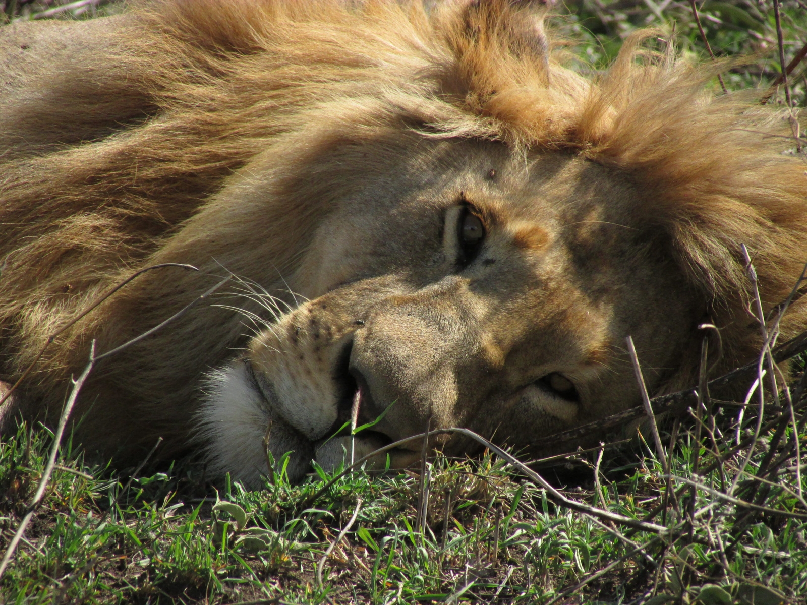James Harris headshot