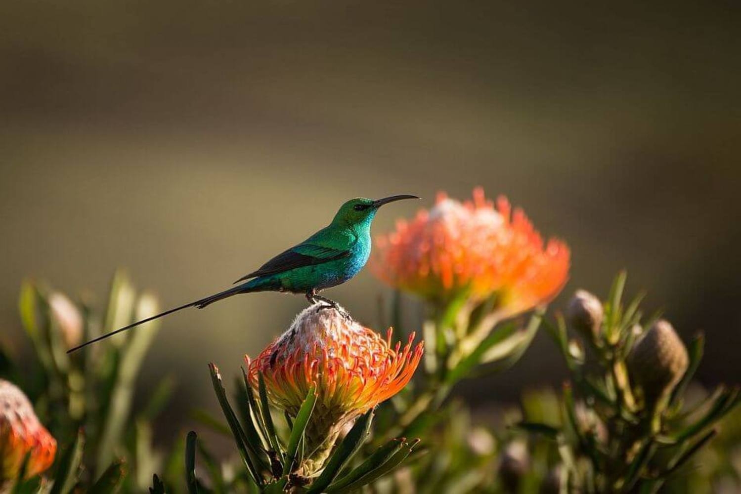 A bird perched on a protea flower at Simbavati Fynbos on Sea