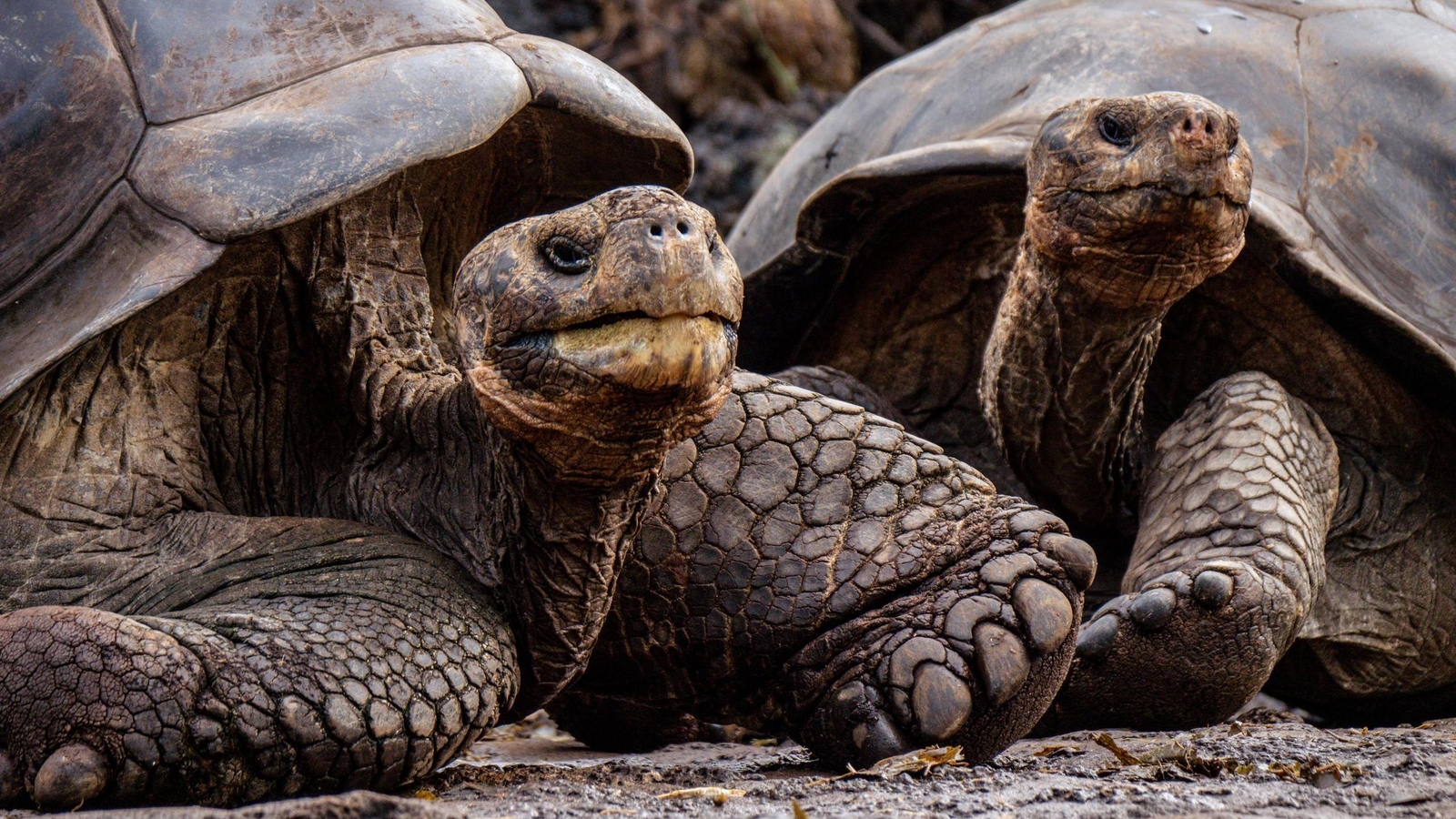 Giant tortoises in the Galapagos