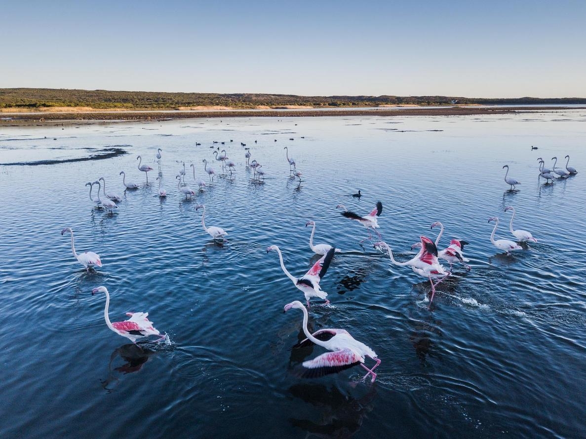 Flamingos on the lagoon near Coot Club.