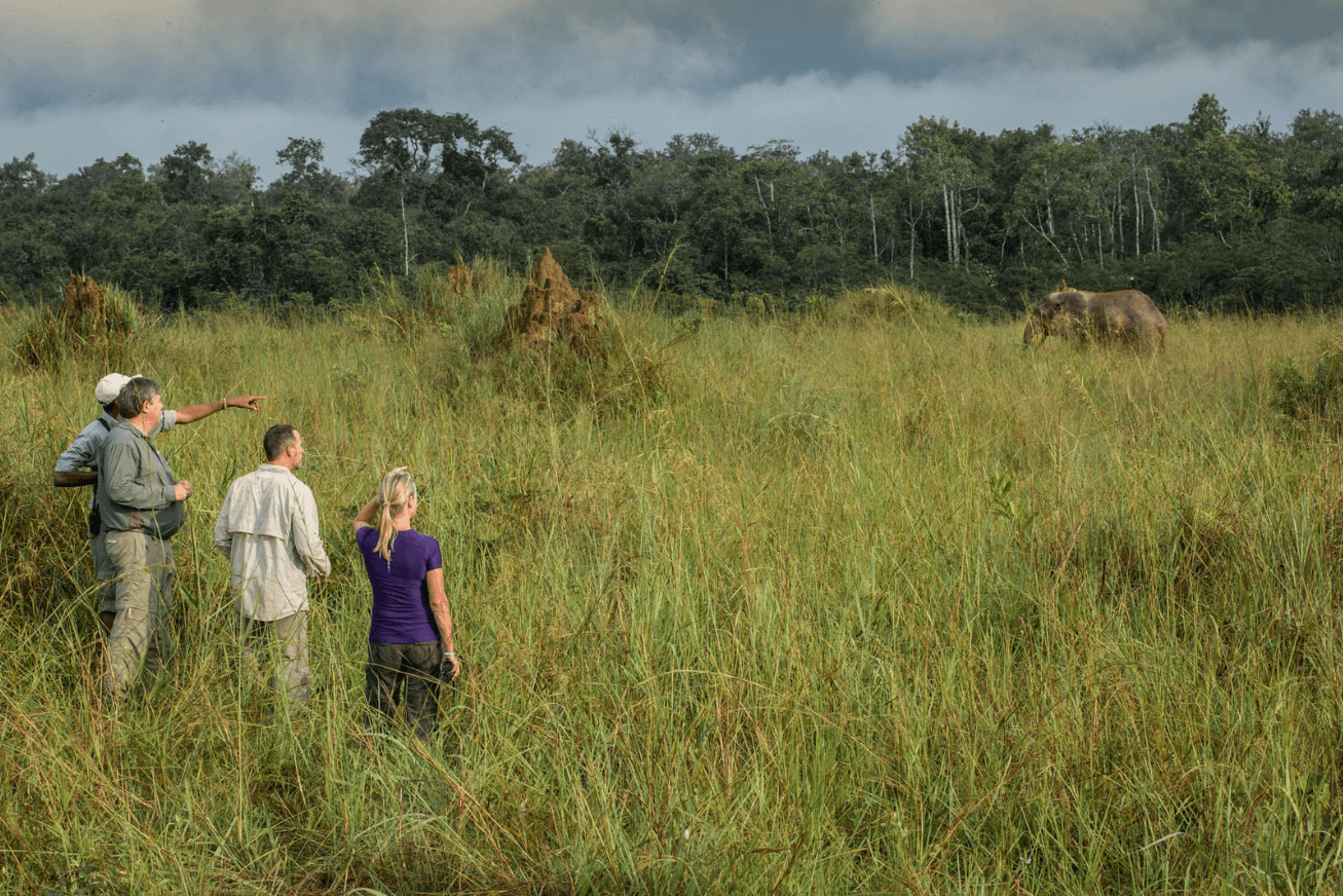 Three guests and a guide standing in tall grass and observing an elephant
