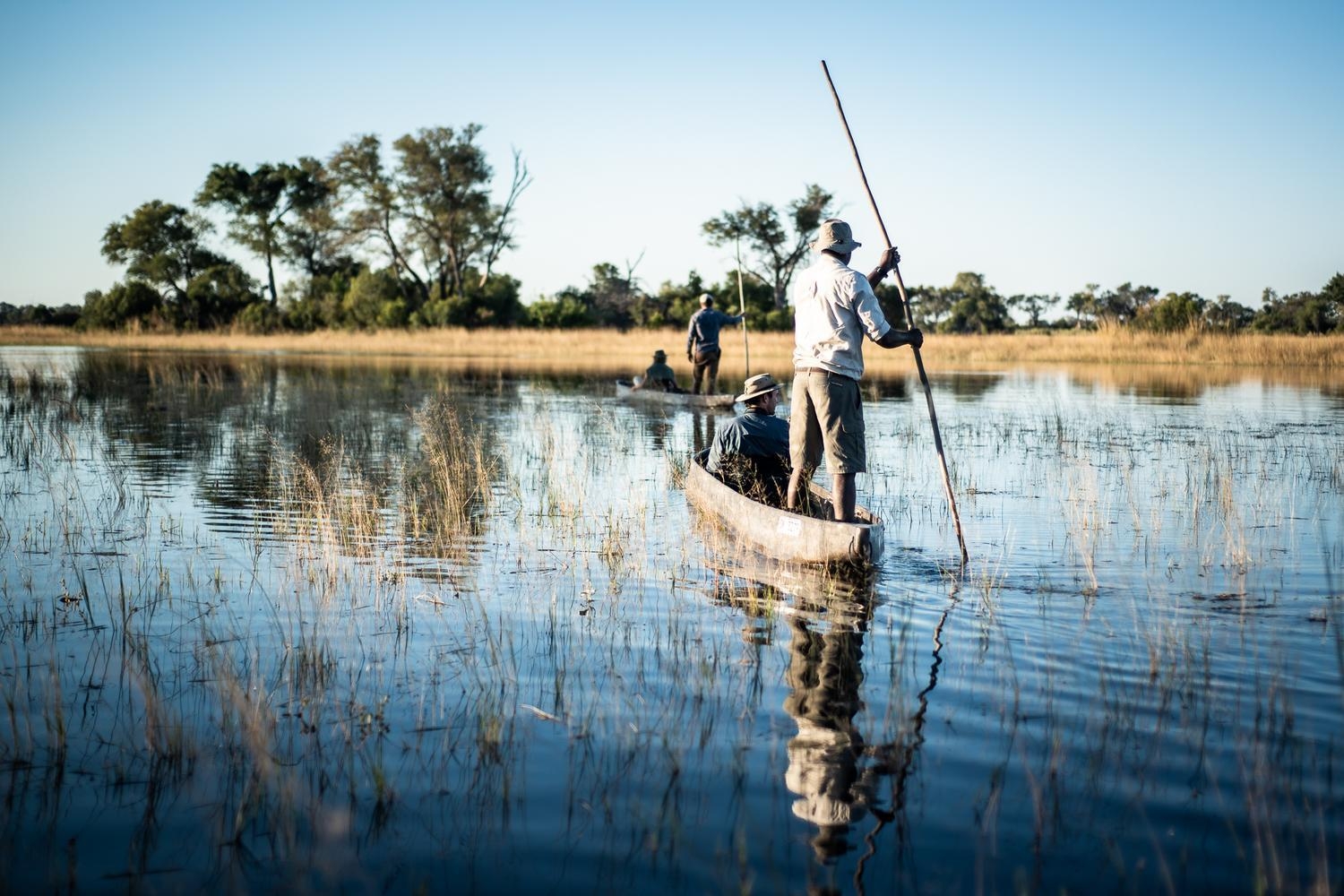 Traditional mokoro boats being poled through calm wetland waters with tall grass and a clear blue sky.
