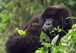 Complete Safari and Gorilla Adventure in Rwanda