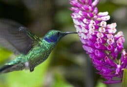 Community and Conservation in Costa Rica