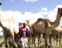 Camels Segera Lakipia Kenya