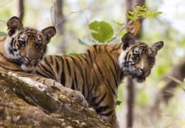 Tigers, Temples and the Taj