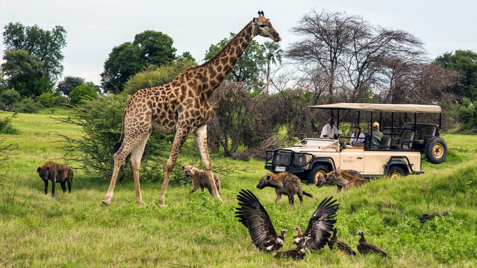 Safari jeep watching giraffe and jackals