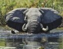 An elephant submerged in water with ears flared during luxury Okavango Delta safaris.