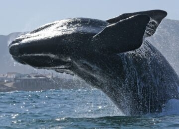 The Whale Coast thumbnail