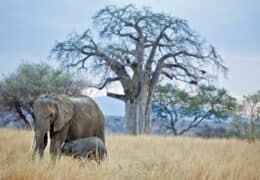 A Signature Northern Tanzania Safari Trip