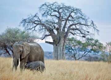 Tarangire National Park thumbnail