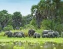 Herd of elephants moving through the waters of a clearing in a dense green Nyerere National Park, Tanzania