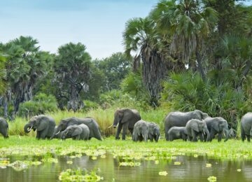Nyerere National Park thumbnail