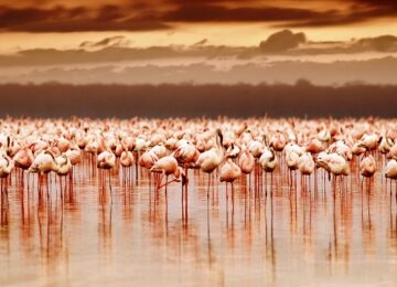 Lake Nakuru thumbnail