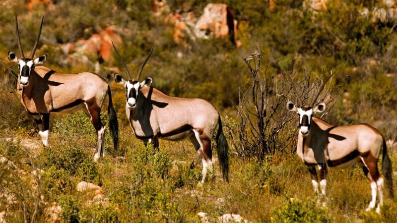 Three gemsbok antelope with long horns standing in a dry, bushy landscape on luxury Western Cape tours.