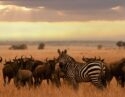 Zebra and wildebeest in the Serengeti National Park, Tanzania, at sunset