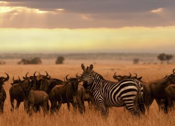North Serengeti thumbnail