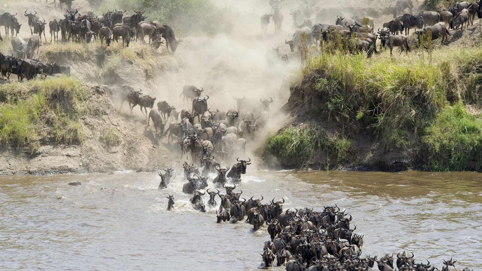 Wildebeest migration through the river of North Serengeti, Tanzania