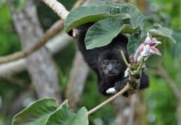 Luxury Belize Nature Explorer