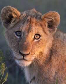 Discover our family trips to South Africa