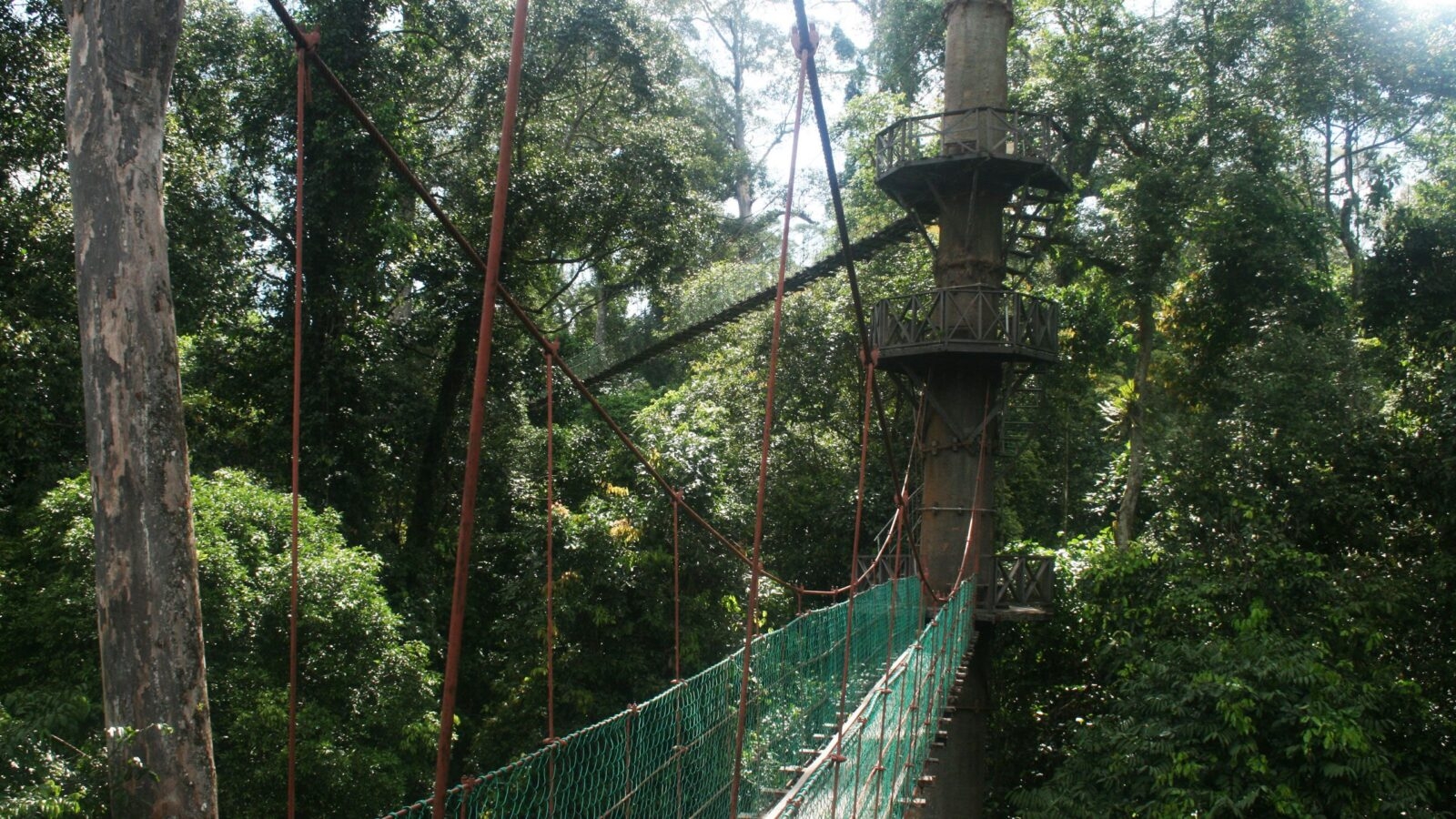 Wooden canopy walkway and towers high in the rainforest trees during luxury Borneo trips.