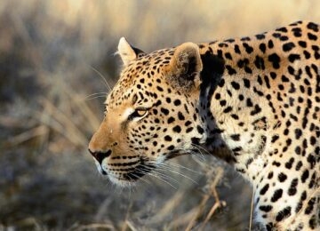 Okonjima Nature Reserve thumbnail