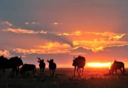 A Unique Zambian Safari to Liuwa Plain National Park