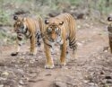 tigers-ranthambore-national-park-india