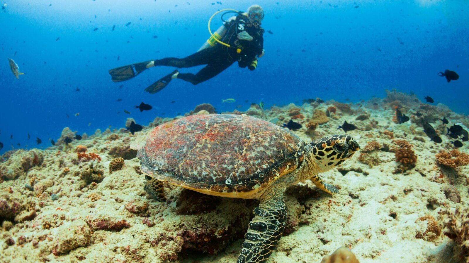 A diver swimming alongside a wild turtle on a rocky reef