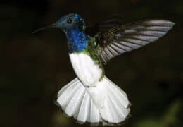 Ultimate Unwind in Costa Rica