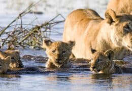 The Ultimate Southern Africa Safari