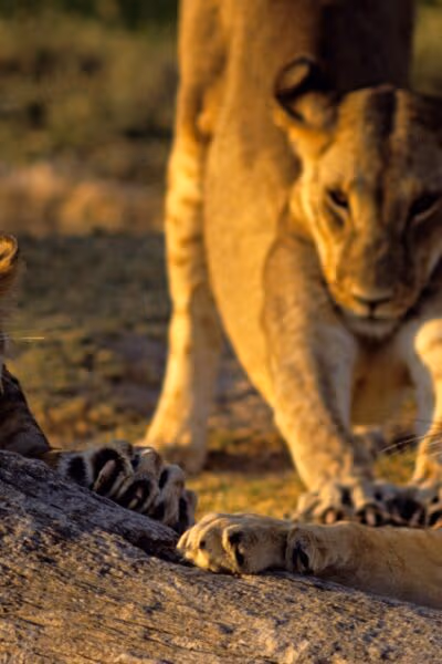 Luxury Kenya Safari and Beach Honeymoon
