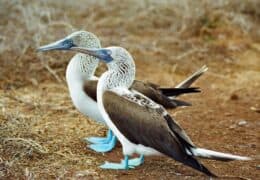 Galapagos and Amazon Holiday