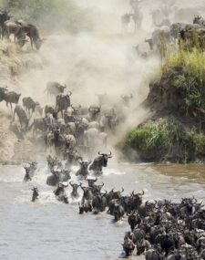 Classic Tanzania Migration Safari