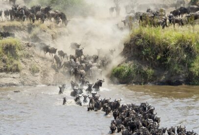 Classic Tanzania Migration Safari