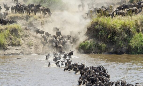 Classic Tanzania Migration Safari