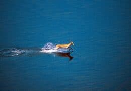 An In-depth and Diverse Okavango Delta Safari