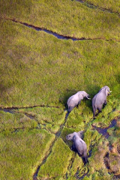 An African Wildlife Odyssey
