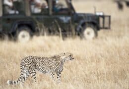 Ultimate Great Migration Safari & Zanzibar