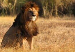 Classic Tanzania Tour