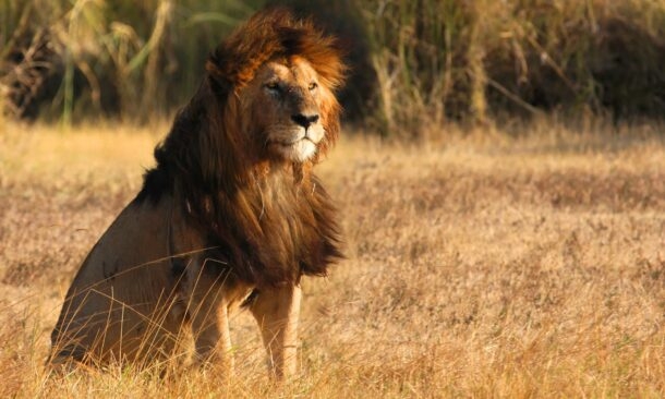 Classic Tanzania Tour