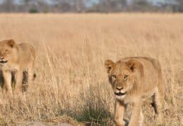 Introducing Zimbabwe